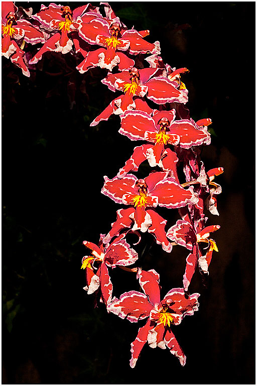 Longwood Gardens Orchid No 4 PRES s